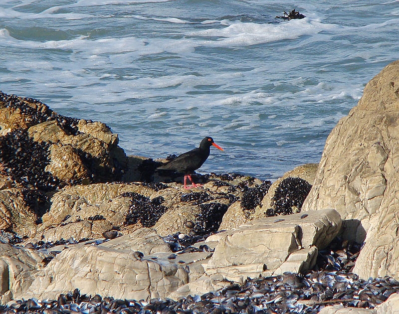 birds3.jpg - A rare bird spotted on one of walks around Hermanus