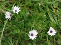 flowers1