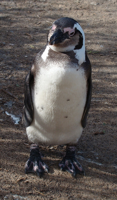 penguins2.jpg
