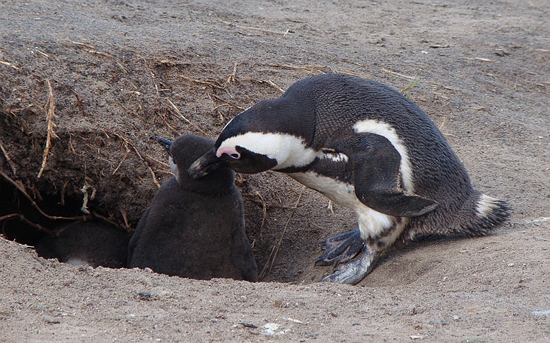penguins3.jpg