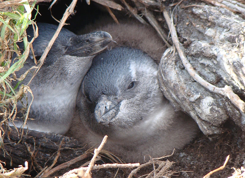 penguins4.jpg - Some penguin chicks.