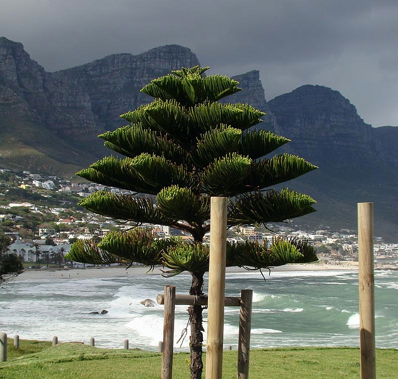 pine.jpg - An interesting pine tree with the 12 Apostles in the background