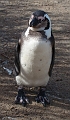 penguins2