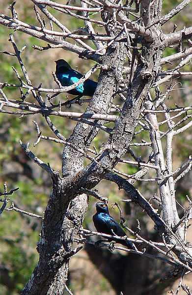 lhbirds1.jpg - A couple Glossy Cape Starlings entertain us during breakfast and lunch.