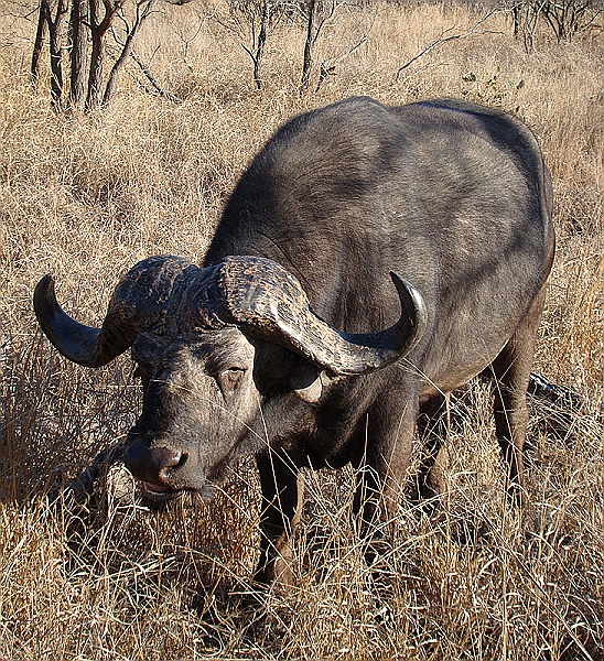 lhbuff2.jpg - One of the Big 5 we saw at Leopard Hills over the first 3 days of our safari.