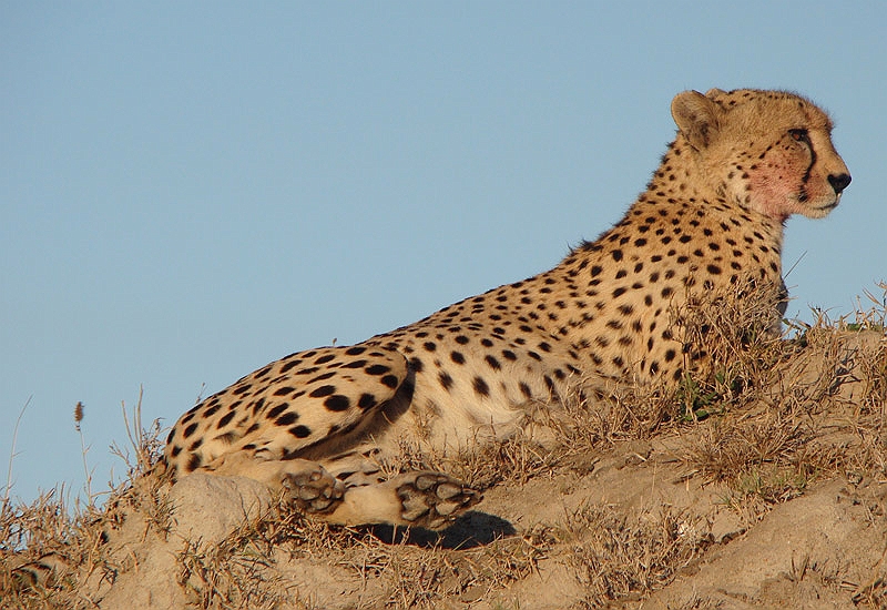 lhcheet3.jpg - Notice the leftover blood from an earlier kill on the cheetah's face.