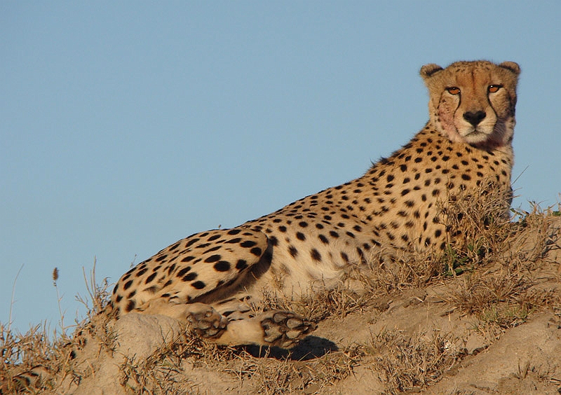 lhcheet4.jpg - The cheetah vogues for the camera.