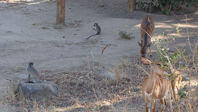 lhchevy.jpg - Some Vervet monkeys and Impalas hang out at Sir Richard Branson's lodge.