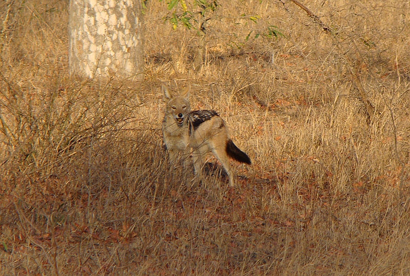 lhjackal1.jpg - A Blackbacked Jackal