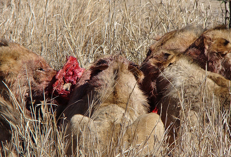 lhlion3.jpg - Not much left to what was probably an impala.