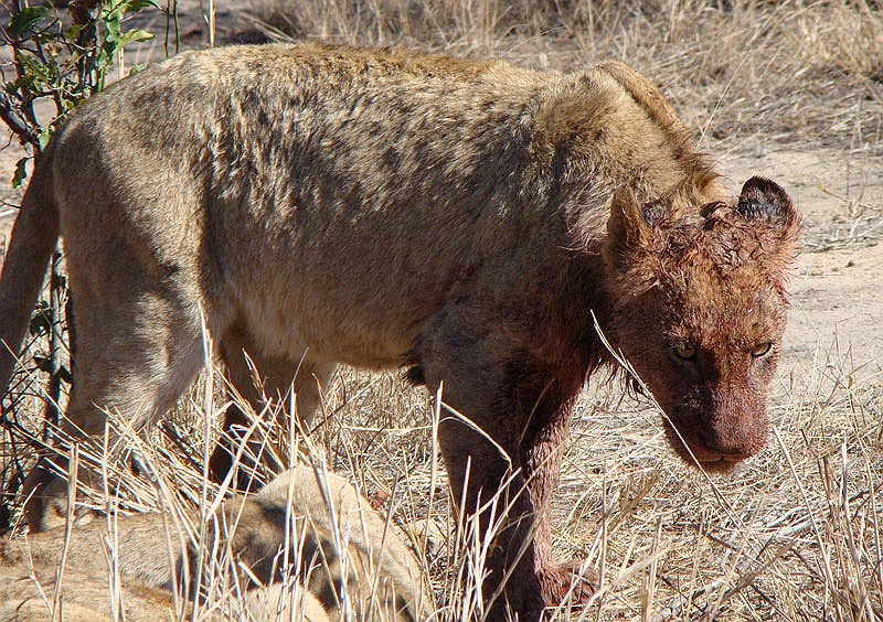 lhlion5.jpg - A female walks away satisfied.