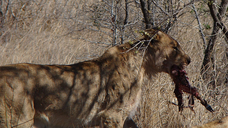 lhlion6.jpg - A young male finally wrestles away a piece for himself.