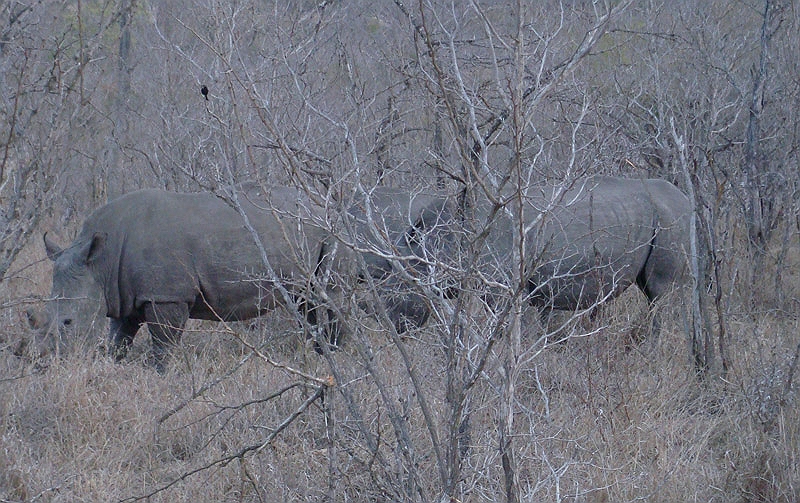 lhrhino3.jpg - It's amazing how such a large animal can hide.