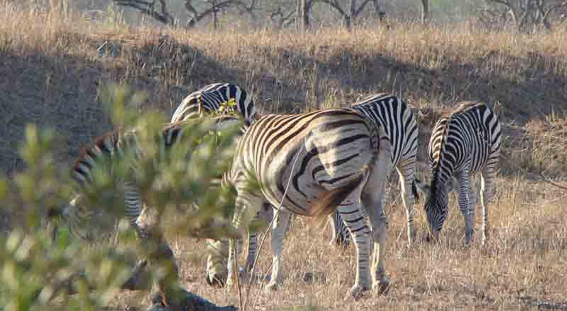 lhzebra2.jpg - A very pregnant Zebra with the rest of the herd.