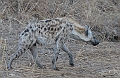 lhhyena1