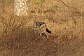 lhjackal1