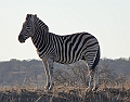 lhzebra1